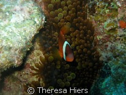 Clown Fish Haven by Theresa Hiers 